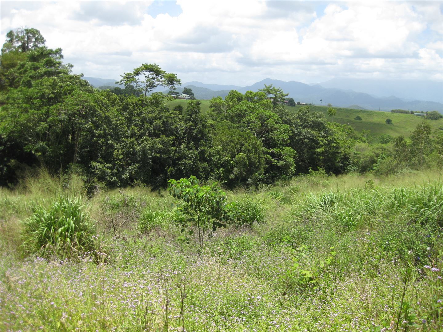 2008 Palmerston Highway, East Palmerston QLD 4860 Farm for Sale