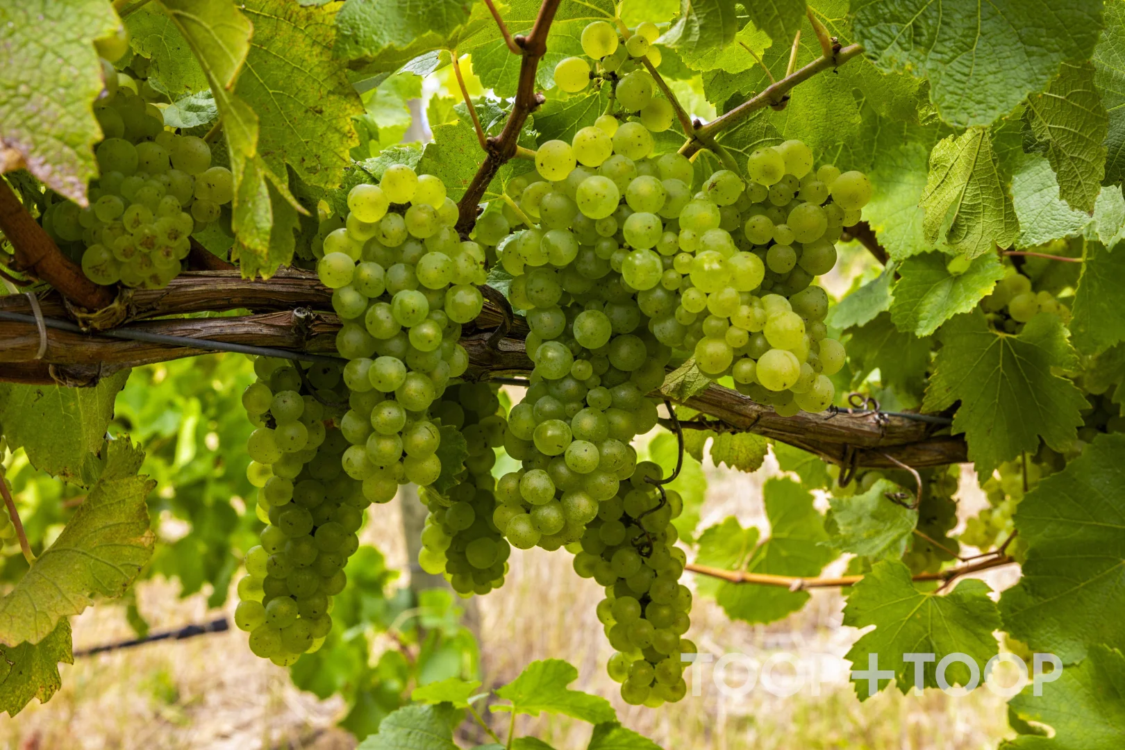 Additional image 9 of 12 Udys Road, Piccadilly SA 5151