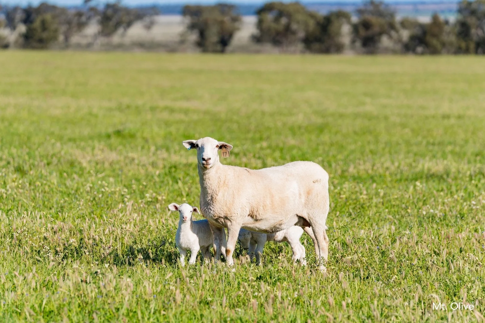 Kamarah Road, Narrandera NSW 2700