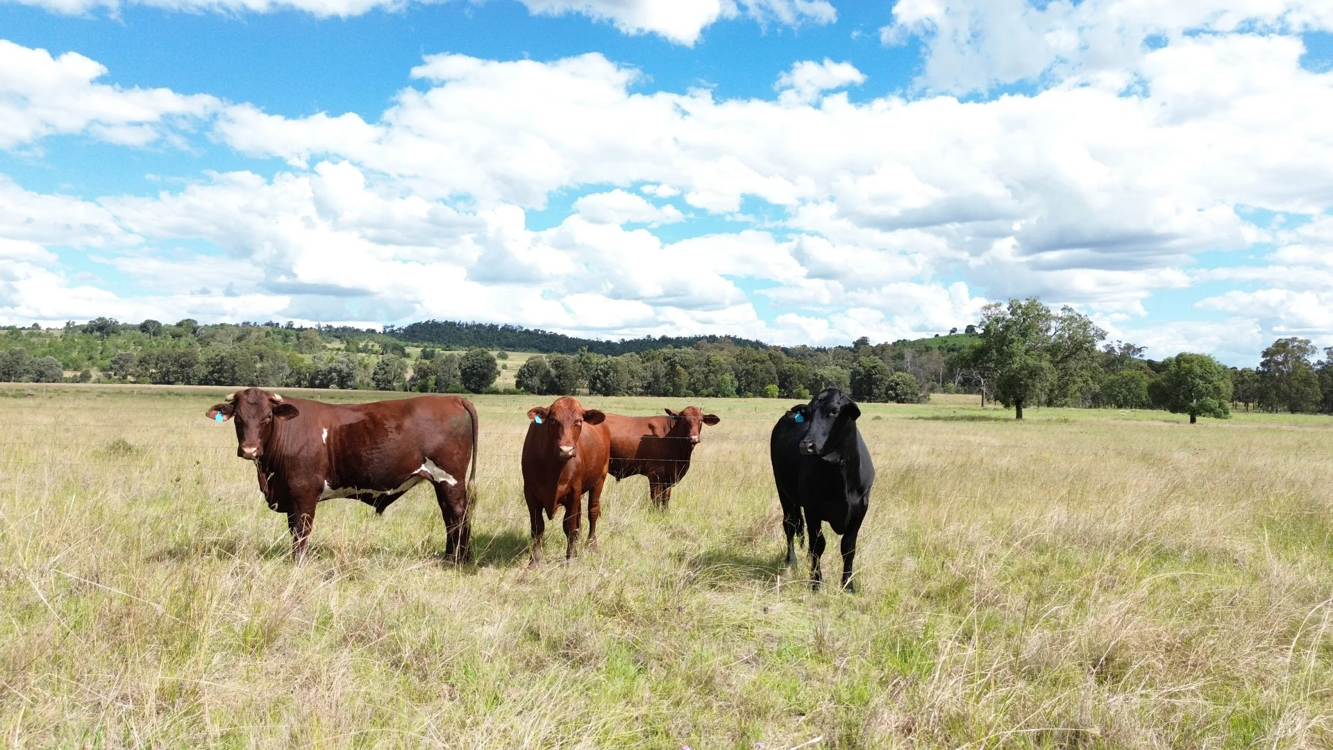 Additional image 18 of 492 North Maclagan Road, Maclagan QLD 4352