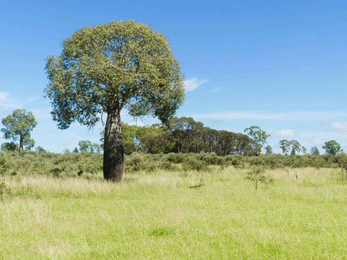 Additional image 8 of 'Langley' 344 Clarke Creek Road, Dulacca QLD 4425