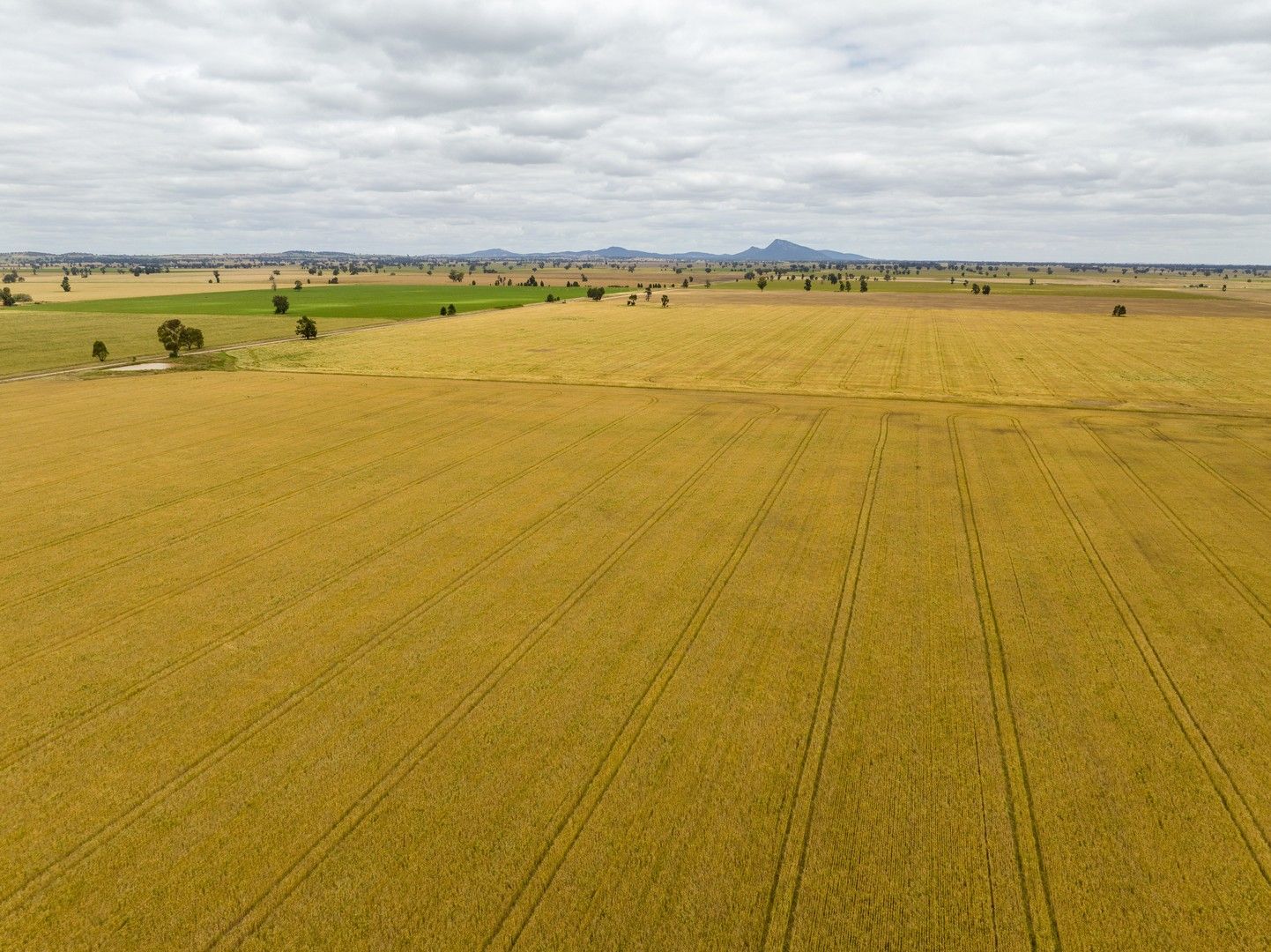 108 Andrews Road, Collingullie via, Wagga Wagga NSW 2650 Specialist