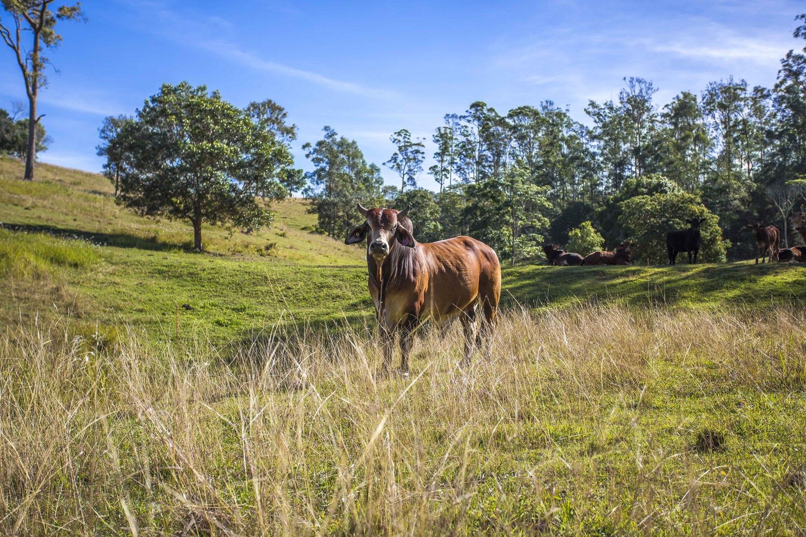 768 North Deep Creek Road, North Deep Creek QLD 4570, Image 1