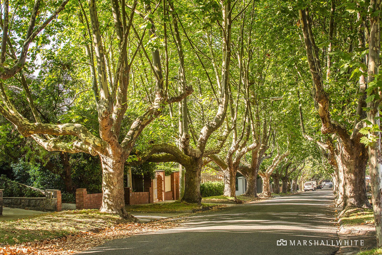 79 Liston Street, Glen Iris VIC 3146, Image 0