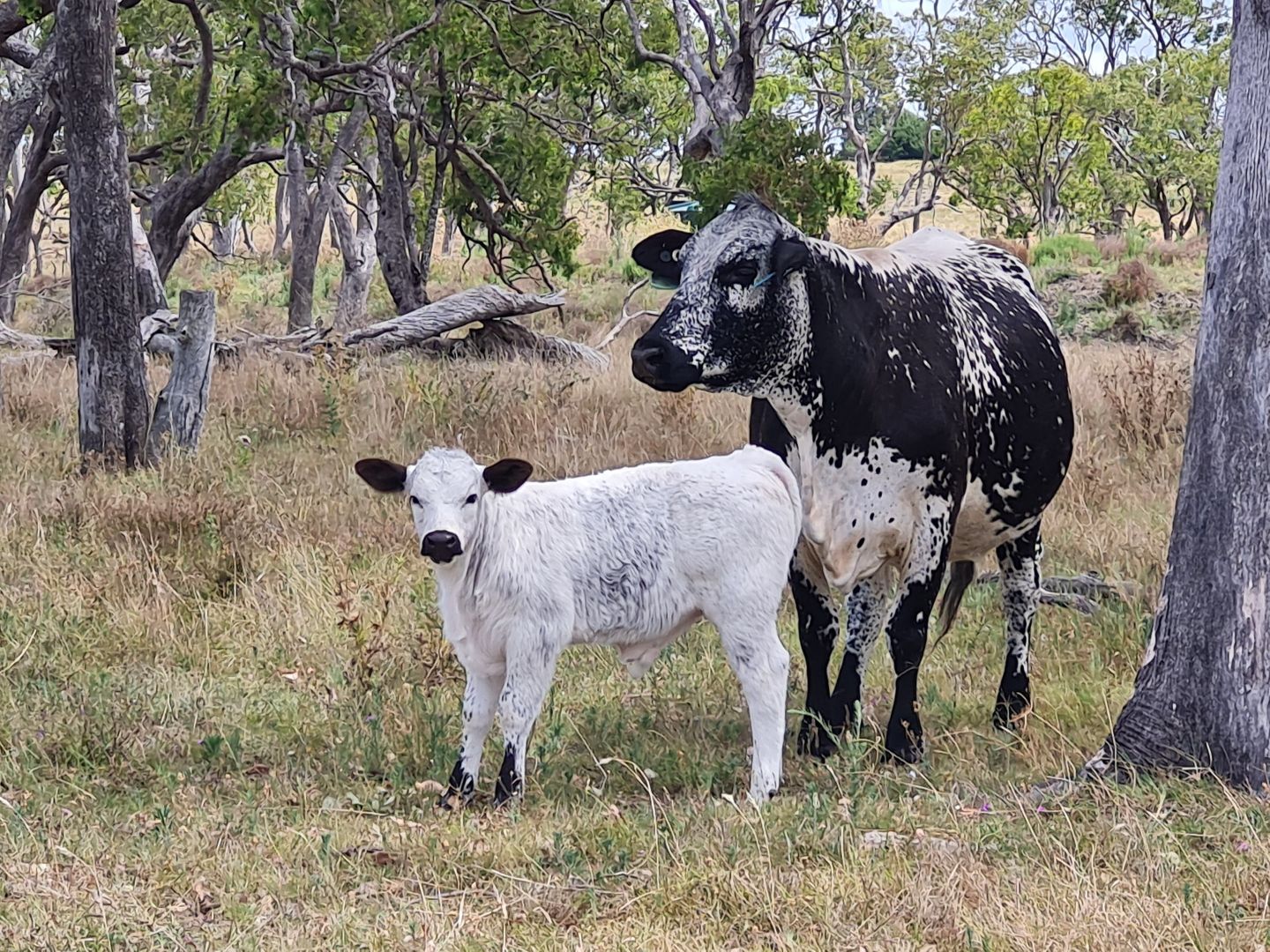 Lot 4 SP 268228 Hermitage Emu Vale Road, Junabee QLD 4370, Image 1