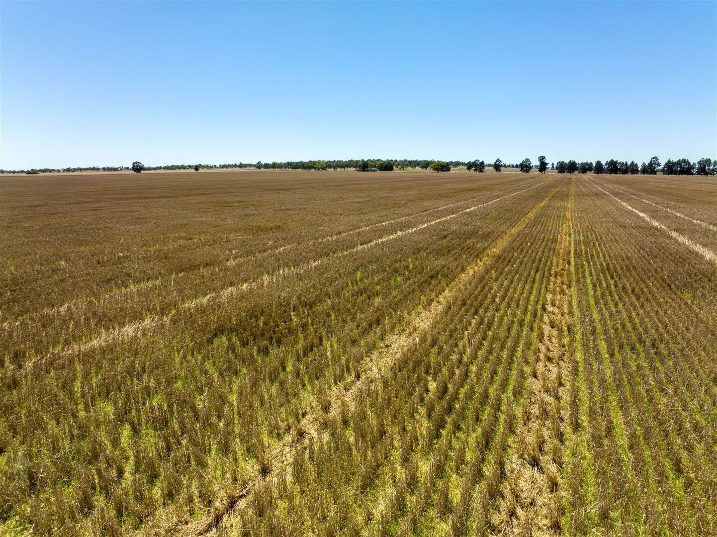 PT GOODENOUGH 716 Acres, Ungarie NSW 2669, Image 2