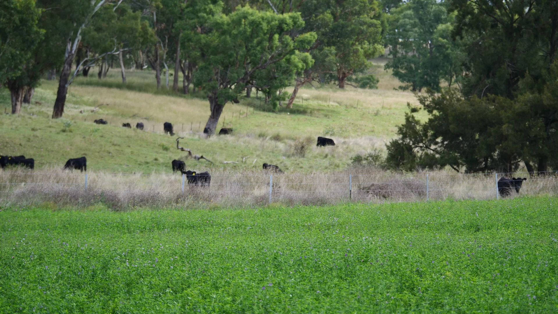 Additional image 32 of "Rivendell" 698 Woodstock Road, Inverell NSW 2360
