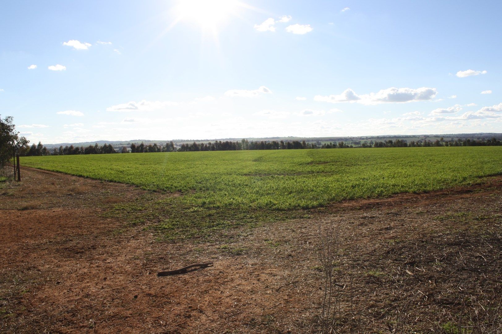 Lot 7 Roedigers Lane, Junee NSW 2663, Image 0