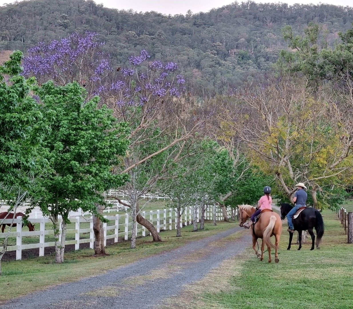 Biddaddaba QLD 4275 - House for Rent - $1,500 | Domain