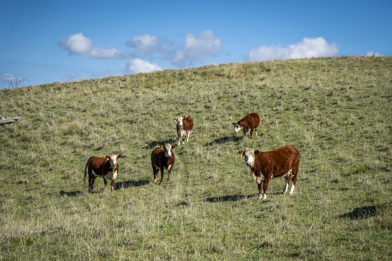 Additional image 20 of 'Coonara' Perrams Road, Ilford NSW 2850
