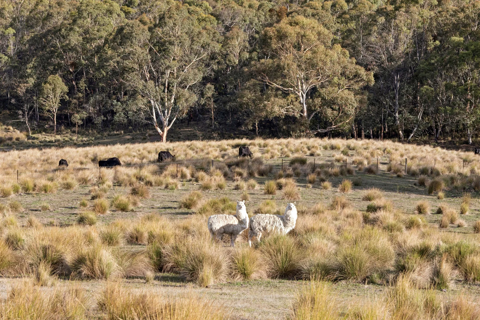 Additional image 24 of 507 Harolds Cross Road, Braidwood NSW 2622