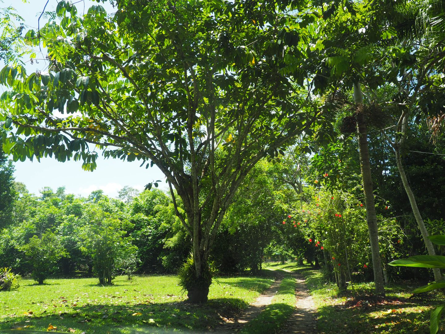 2017 Tully Mission Beach Road, Wongaling Beach QLD 4852 Domain