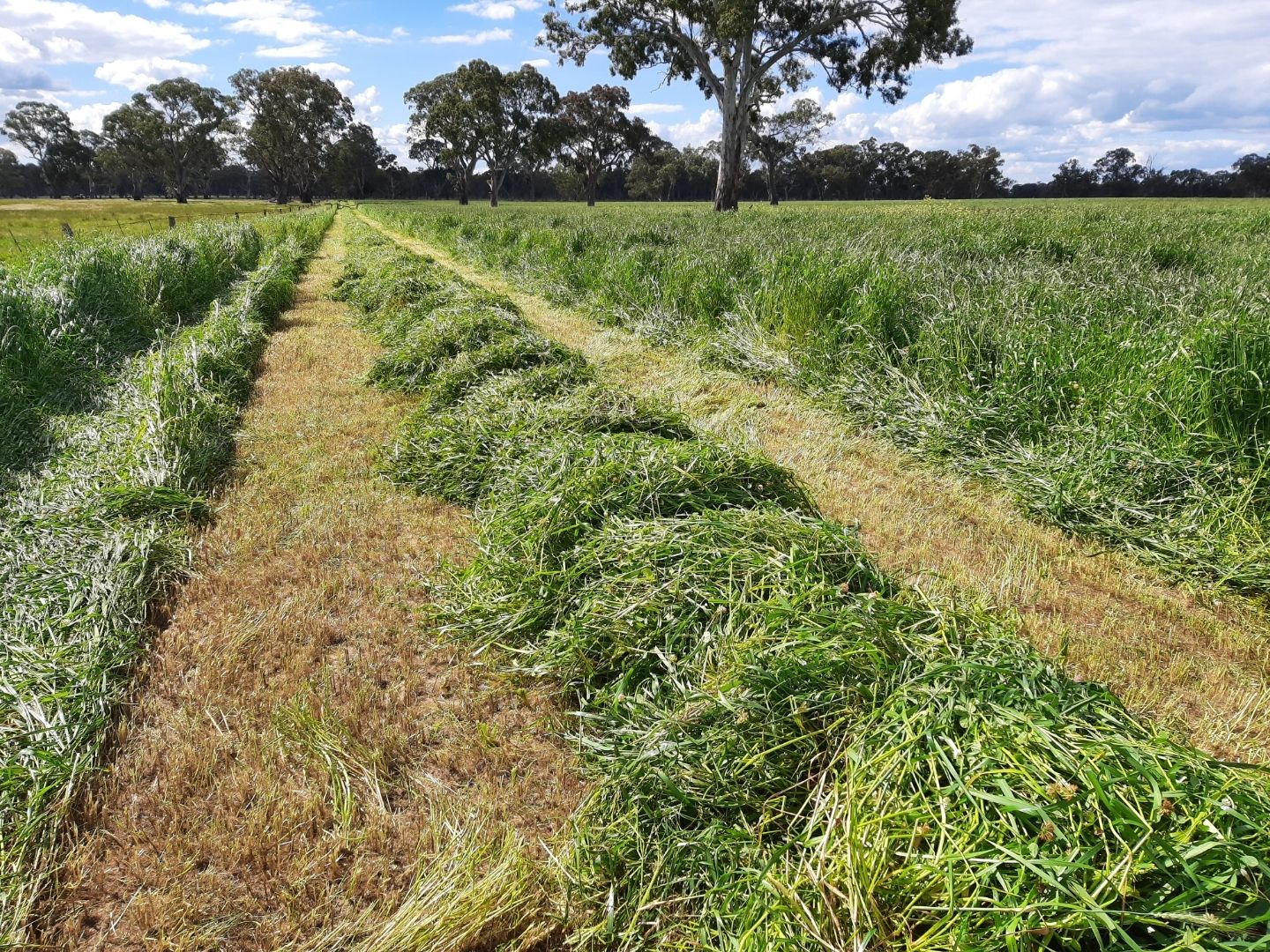 227 Possinghams Road, Naracoorte SA 5271 House for Sale Domain