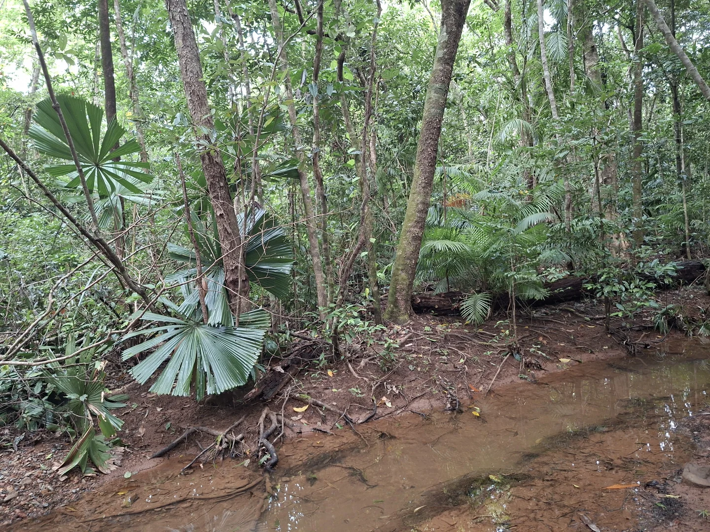 Additional image 5 of Lot 140 Quandong Road, Cow Bay, Daintree QLD 4873