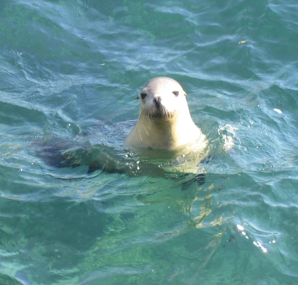 Additional image 3 of Lot 338 South Terrace, Fowlers Bay SA 5690