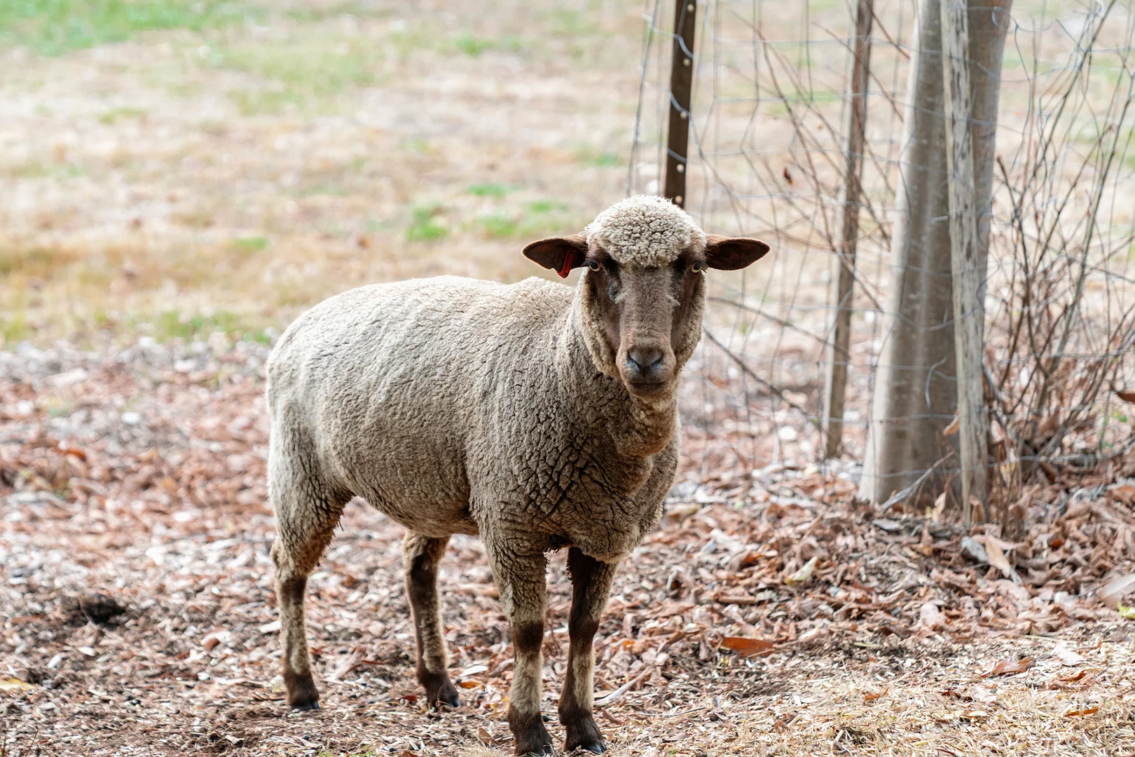 Additional image 18 of 450 Dalry Road, Woori Yallock VIC 3139