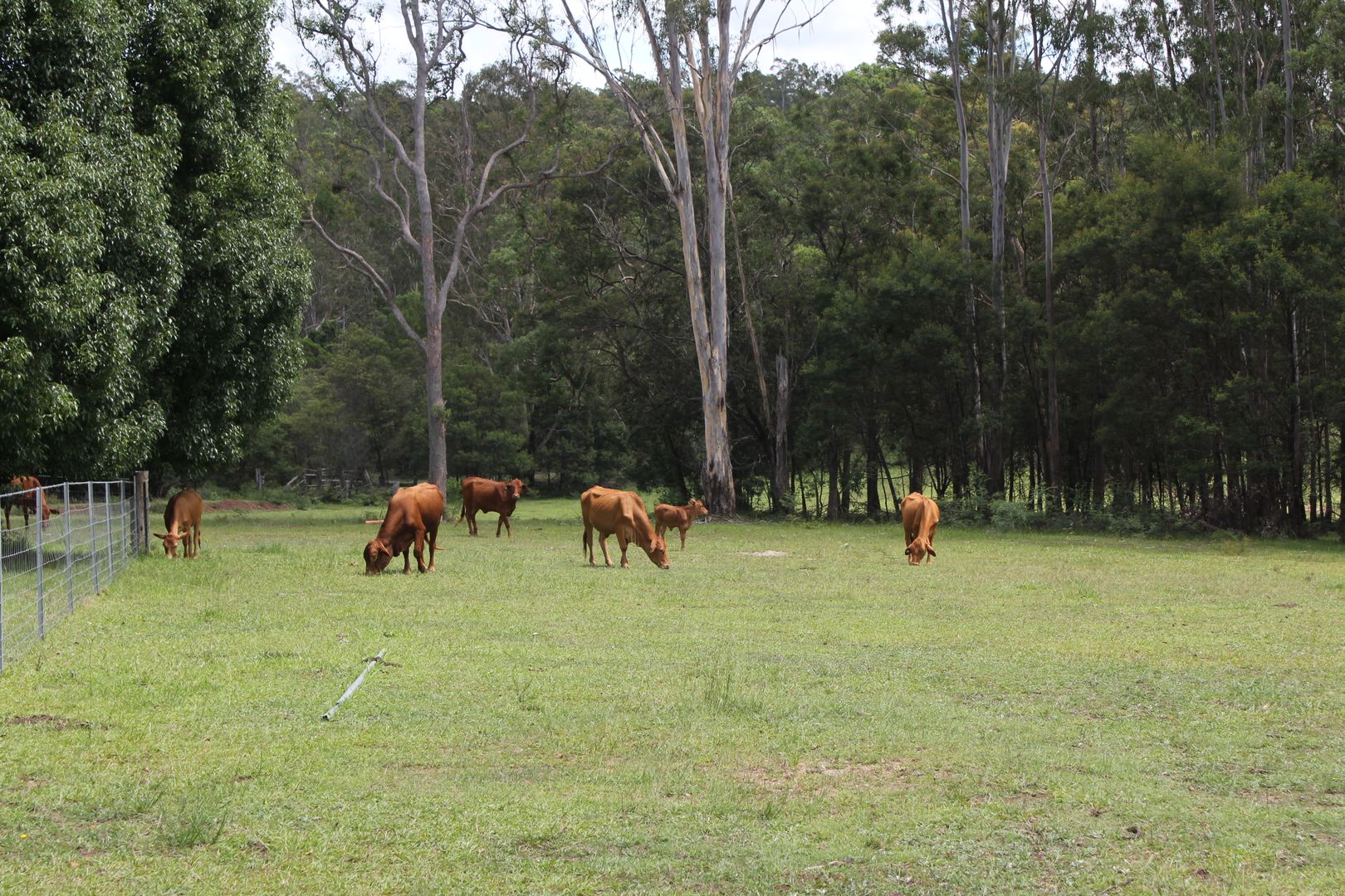 Lot 28 Bald Knob Tick Gate Road, Halfway Creek NSW 2460, Image 1