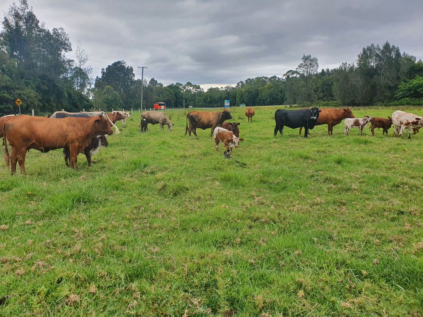 Lot 1 93 Mylestom Drive, Coffs Harbour NSW 2450 Vacant Land for Sale