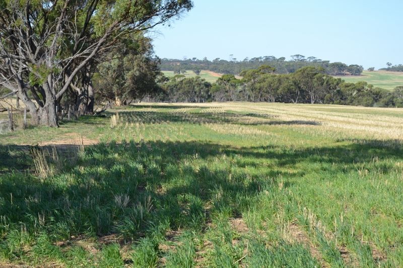 Cunderdin WA 6407, Image 2