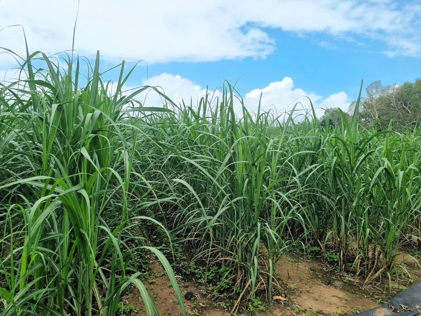 Additional image 2 of Oakenden QLD 4741