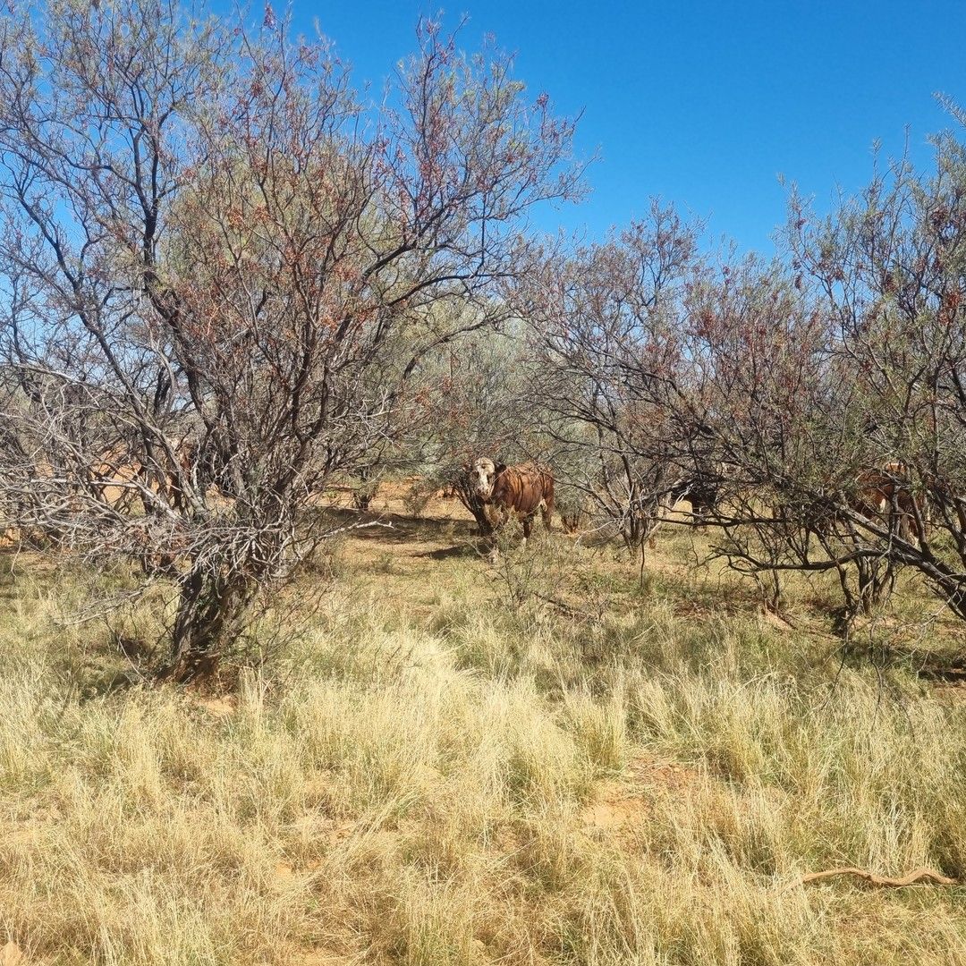 Koonmarra Station, Meekatharra WA 6642, Image 0