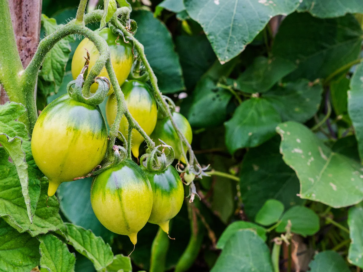 Additional image 26 of 49 Cliffords Road, Gordon TAS 7150