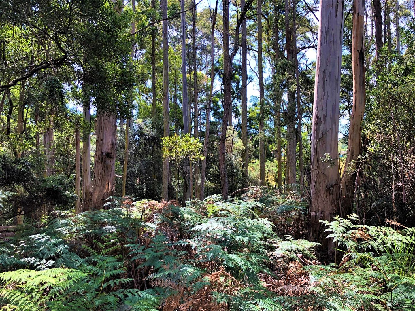 Lot 2 Back Cam Road, Somerset TAS 7322, Image 2