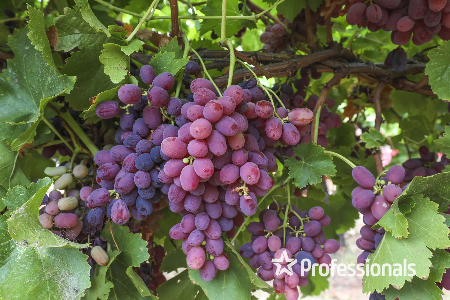 Additional image 13 of 405 Euston Avenue, Red Cliffs VIC 3496