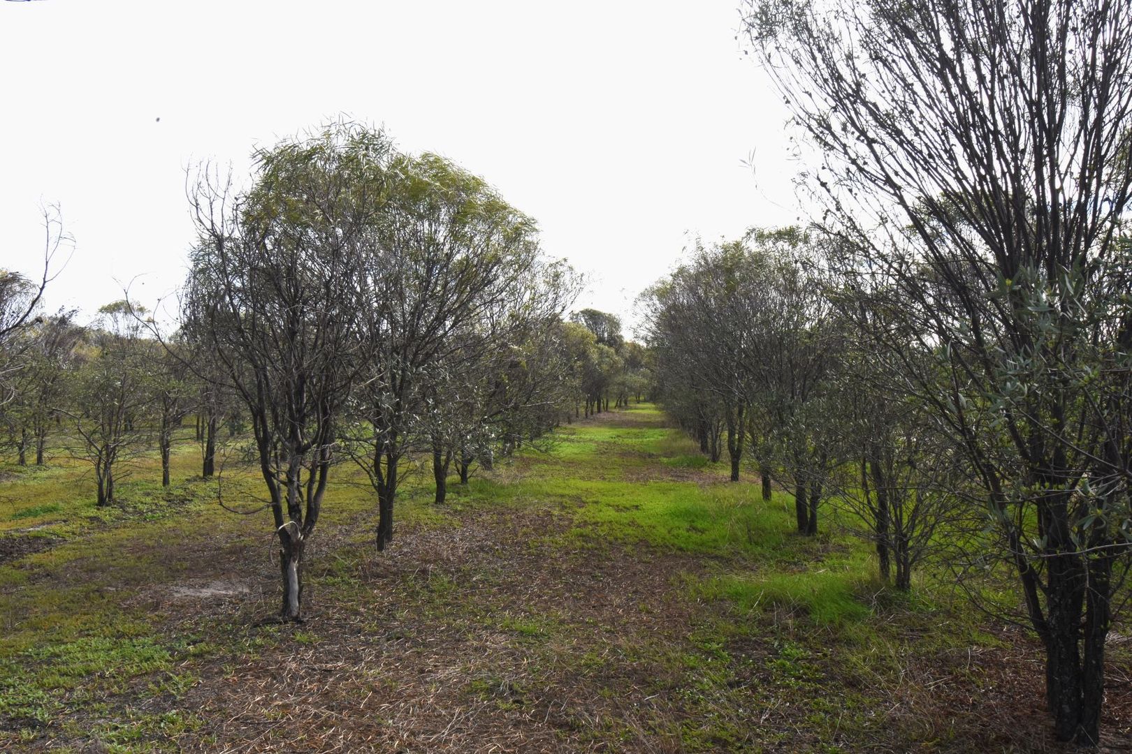 Lot 18493 Tutanning Road, East Pingelly WA 6308, Image 2