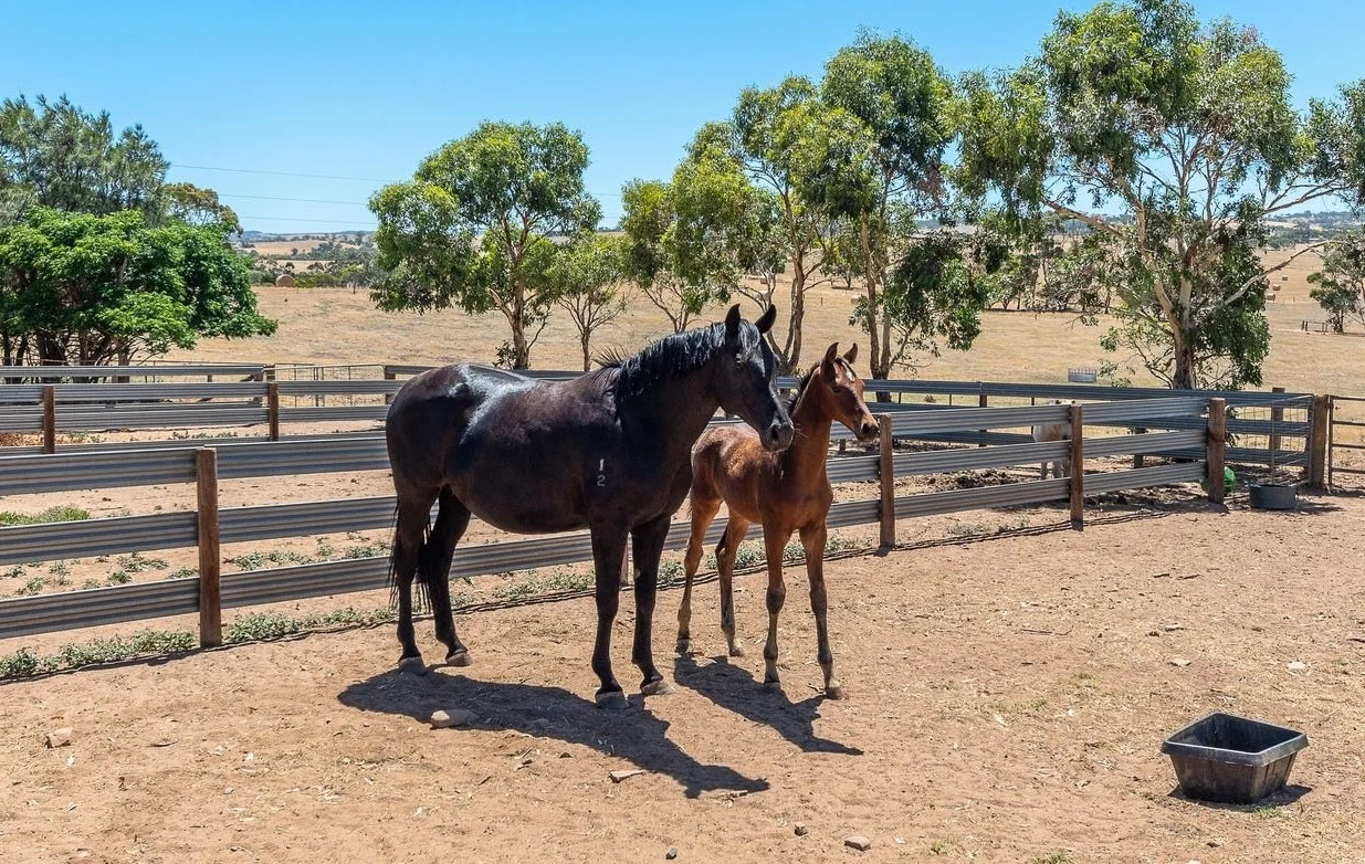 Additional image 19 of 101 Burnside Rd, Strathalbyn SA 5255
