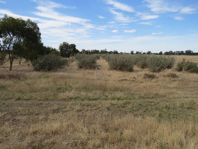 "Dandaloo" Moonee Swamp Road, Deniliquin NSW 2710, Image 1