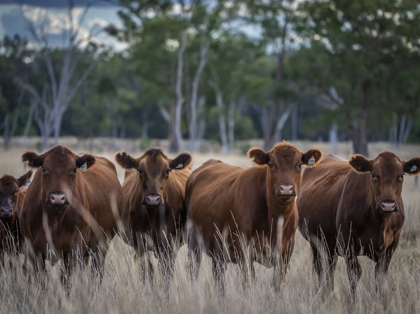 Additional image 2 of 3297 Stanthorpe-Inglewood Road, Inglewood QLD 4387