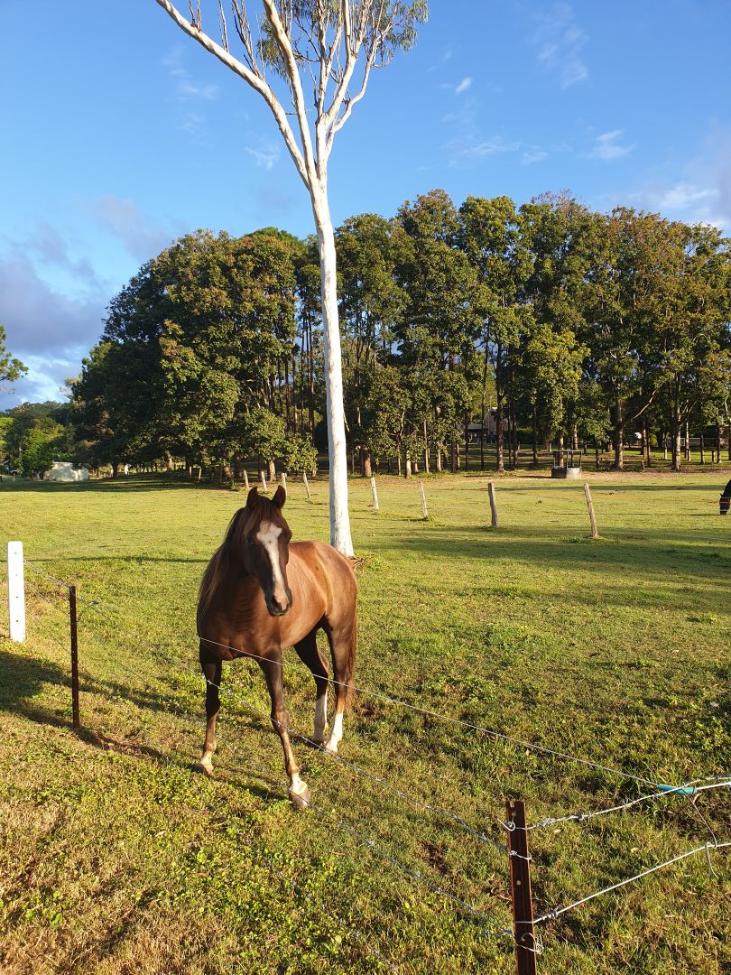 Willow Vale QLD 4209 House for Sale 1,750,000 Domain