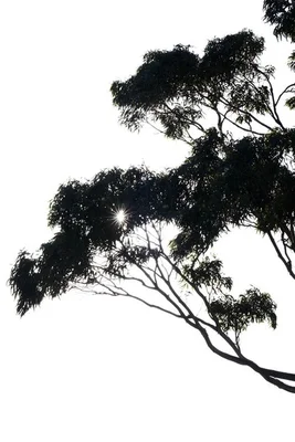 Image 22