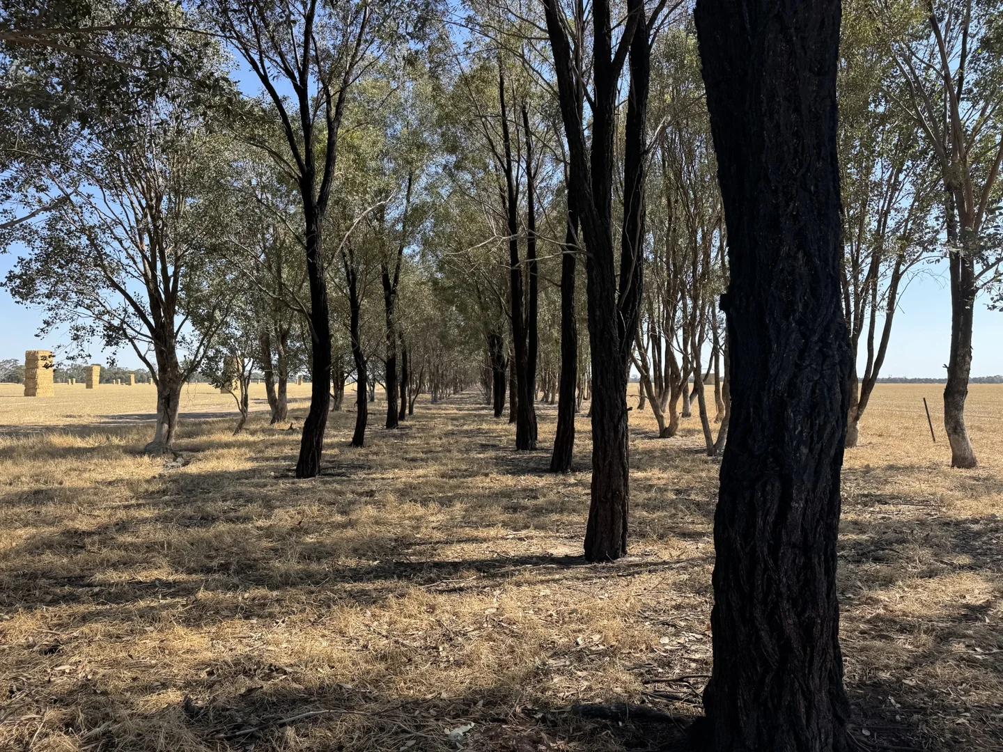 Image 15