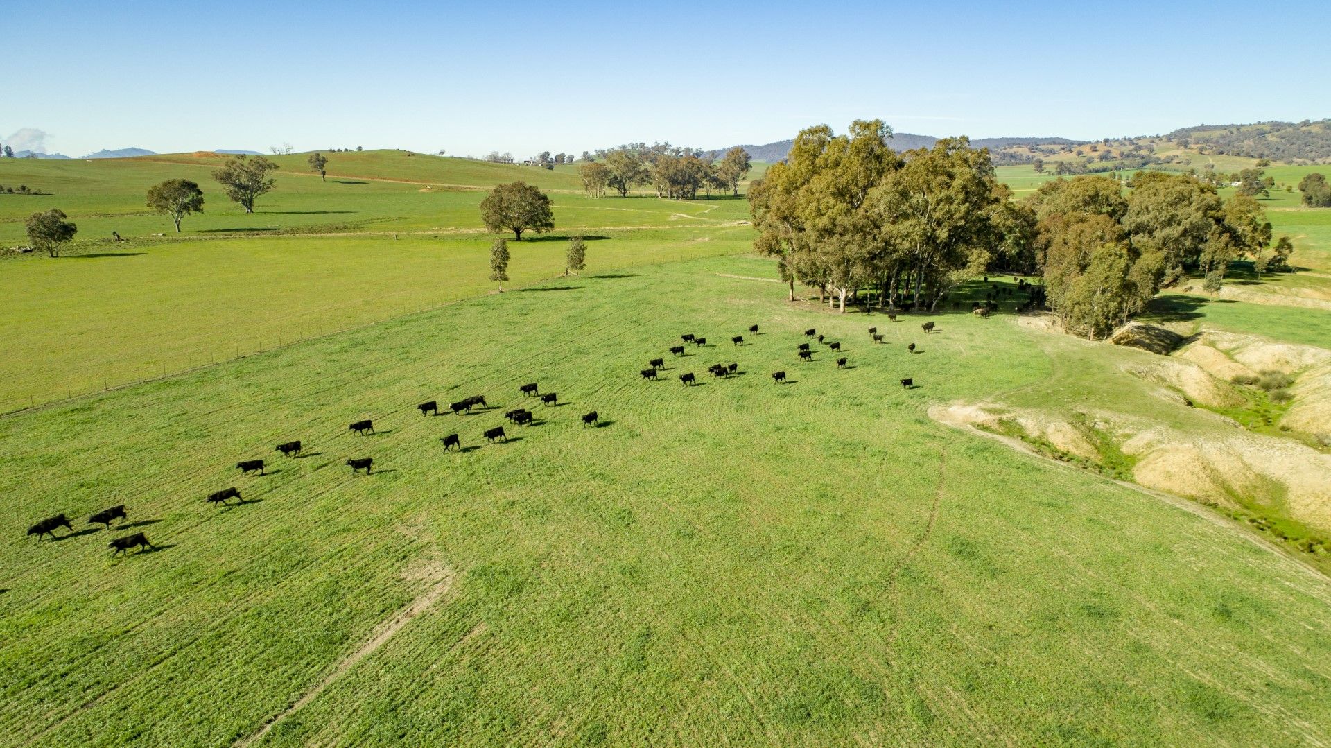 404 Sylvia’s Gap Road, Tumblong NSW 2729, Image 1