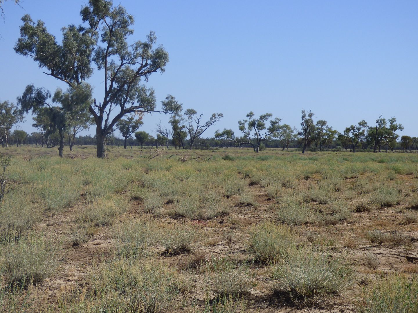 Wyandra QLD 4489, Image 2