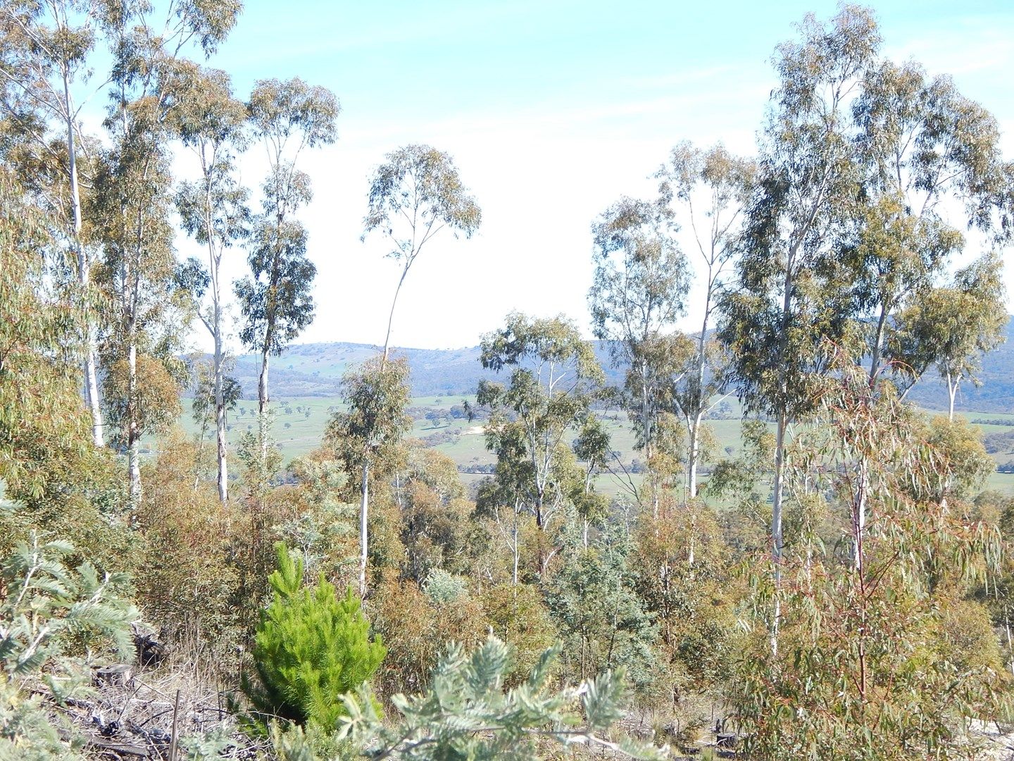 Lot 211 FOGGY FOREST RD, Anembo NSW 2621, Image 0