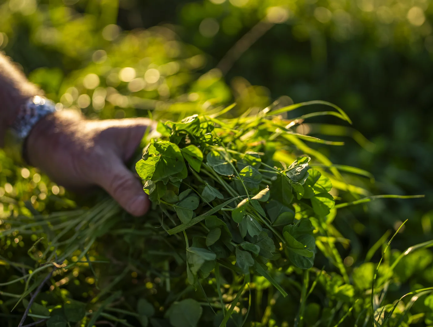 Additional image 10 of Tarana NSW 2787