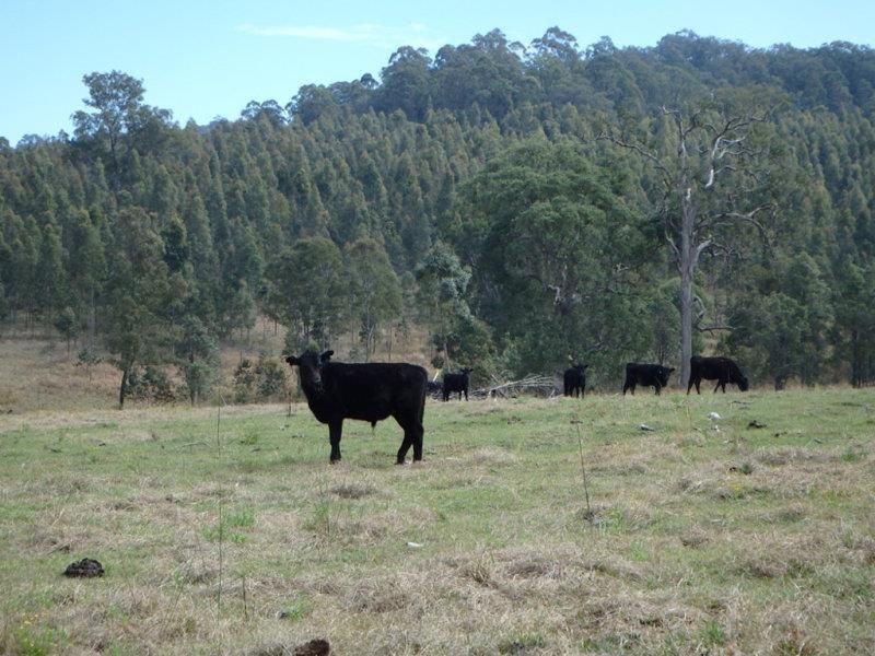 624 Tabulam Rd, Lower Bottle Creek NSW 2469, Image 1