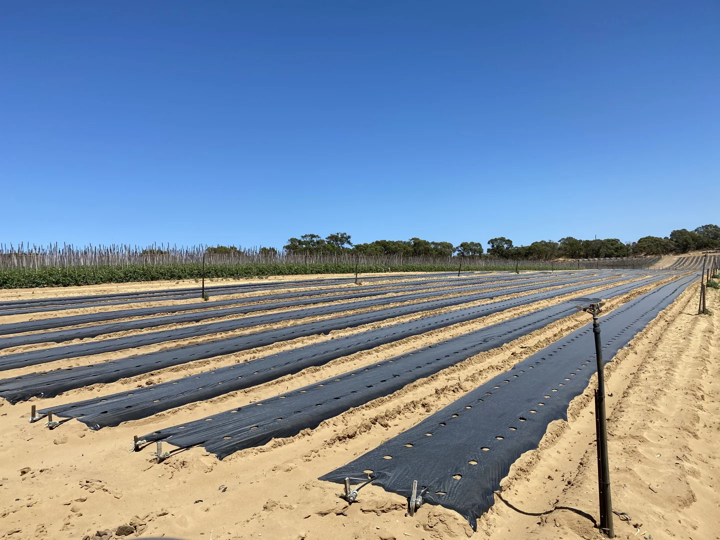 Additional image 23 of 440 Old Yanchep Road, Carabooda WA 6033