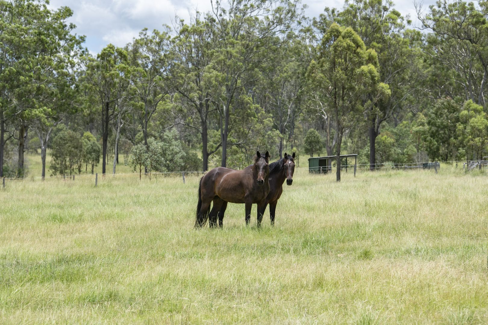 2750 Ipswich Boonah Road, Milbong QLD 4310, Image 2