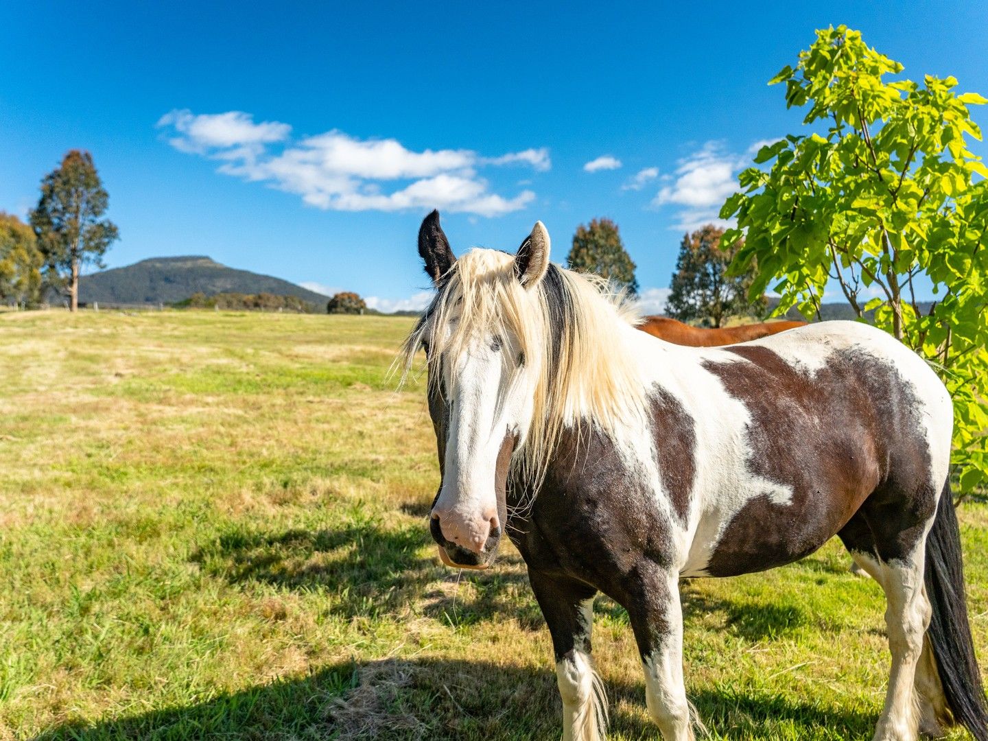 3 bedrooms Acreage / Semi-Rural in 5 Howqua Track MERRIJIG VIC, 3723