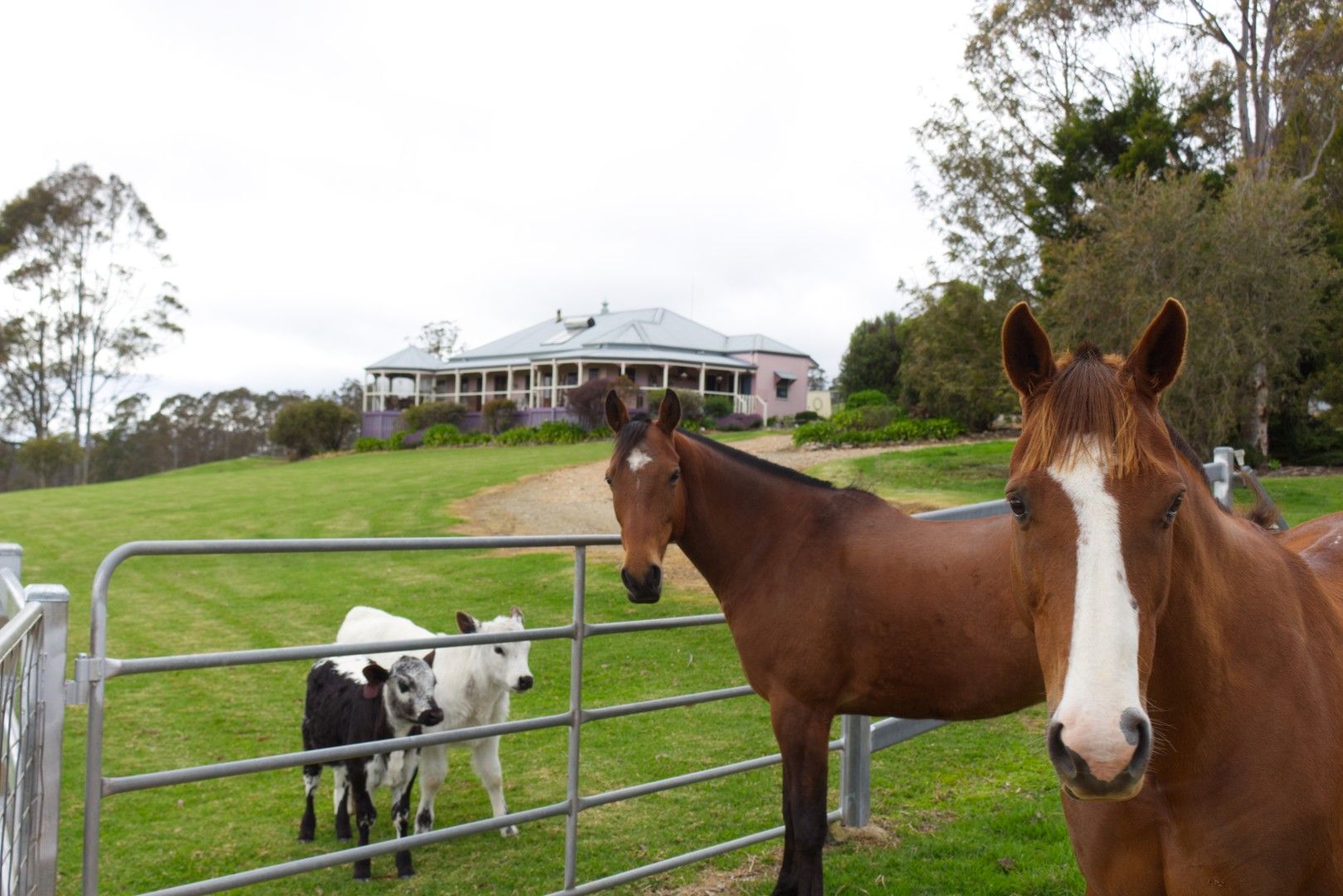 387 Muldiva Road, Dorrigo NSW 2453, Image 0