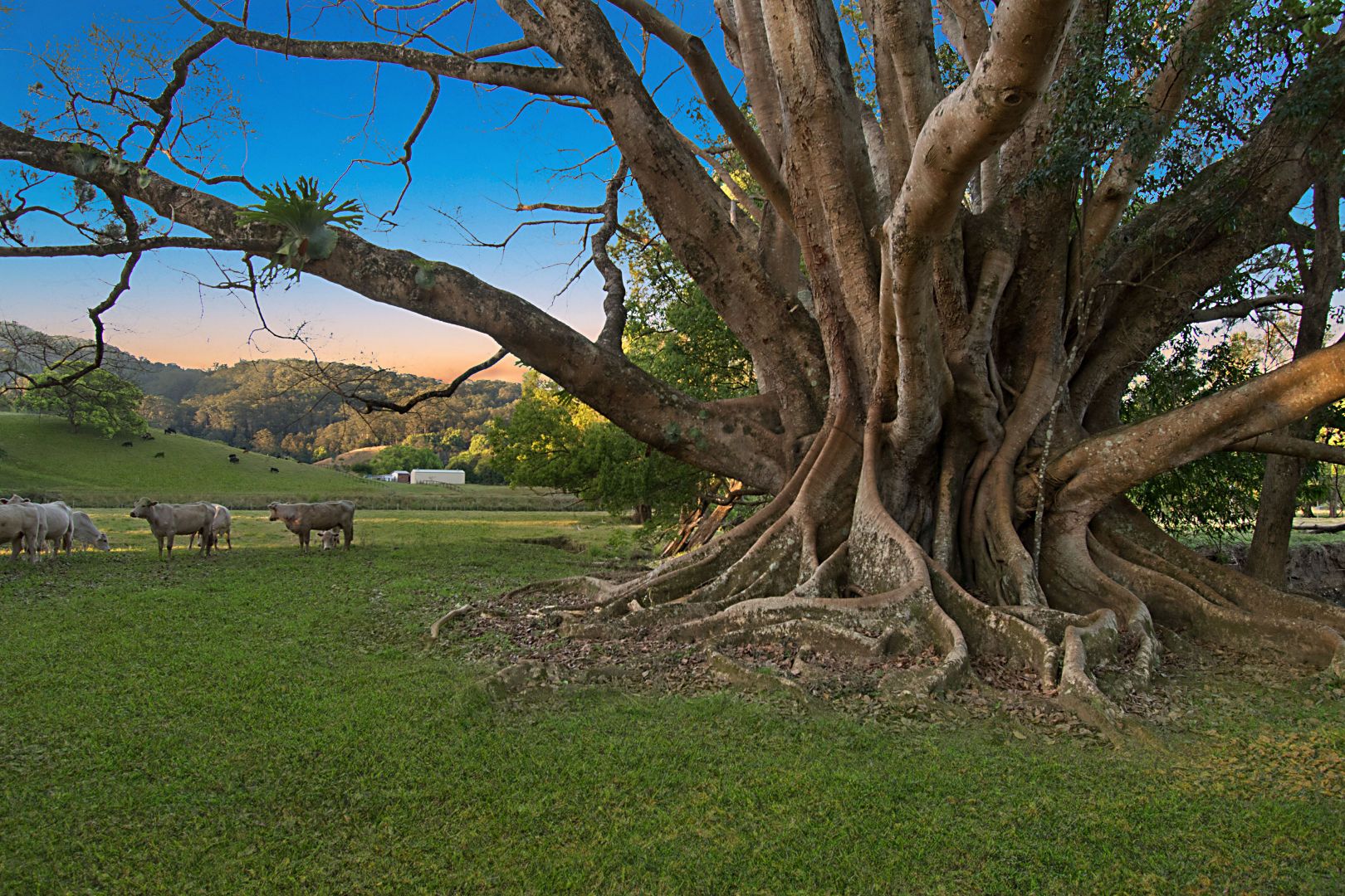 963 Main Arm Road, Main Arm NSW 2482, Image 2