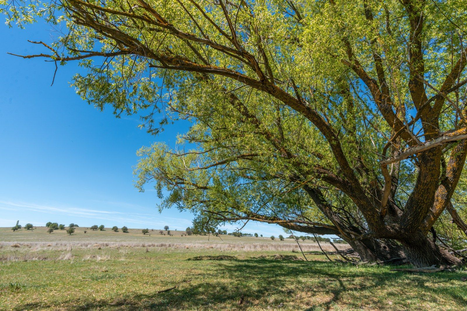 271 Forest Reefs Road, Millthorpe NSW 2798, Image 1