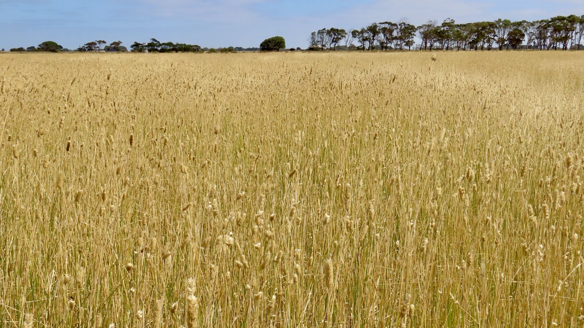 Lot 2 Beaton Road, Tantanoola SA 5280 House for Sale Domain