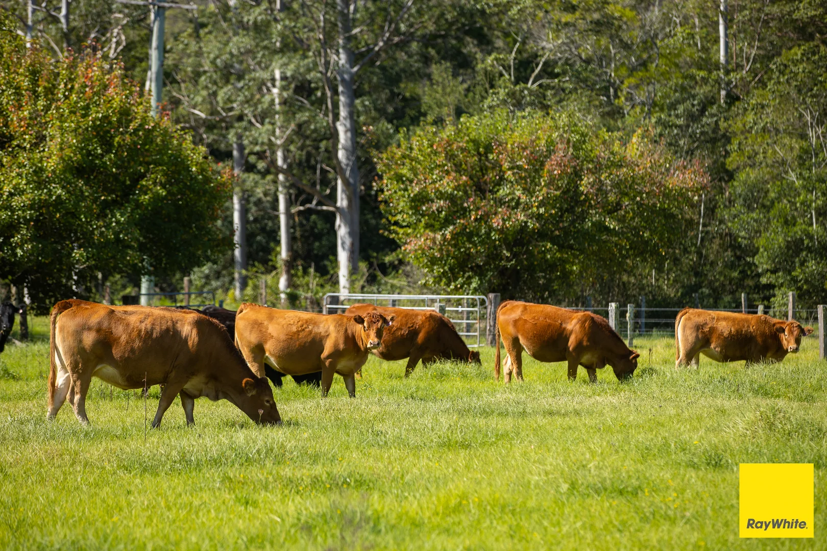 Additional image 2 of 131 Crawford River Road, Crawford River NSW 2423
