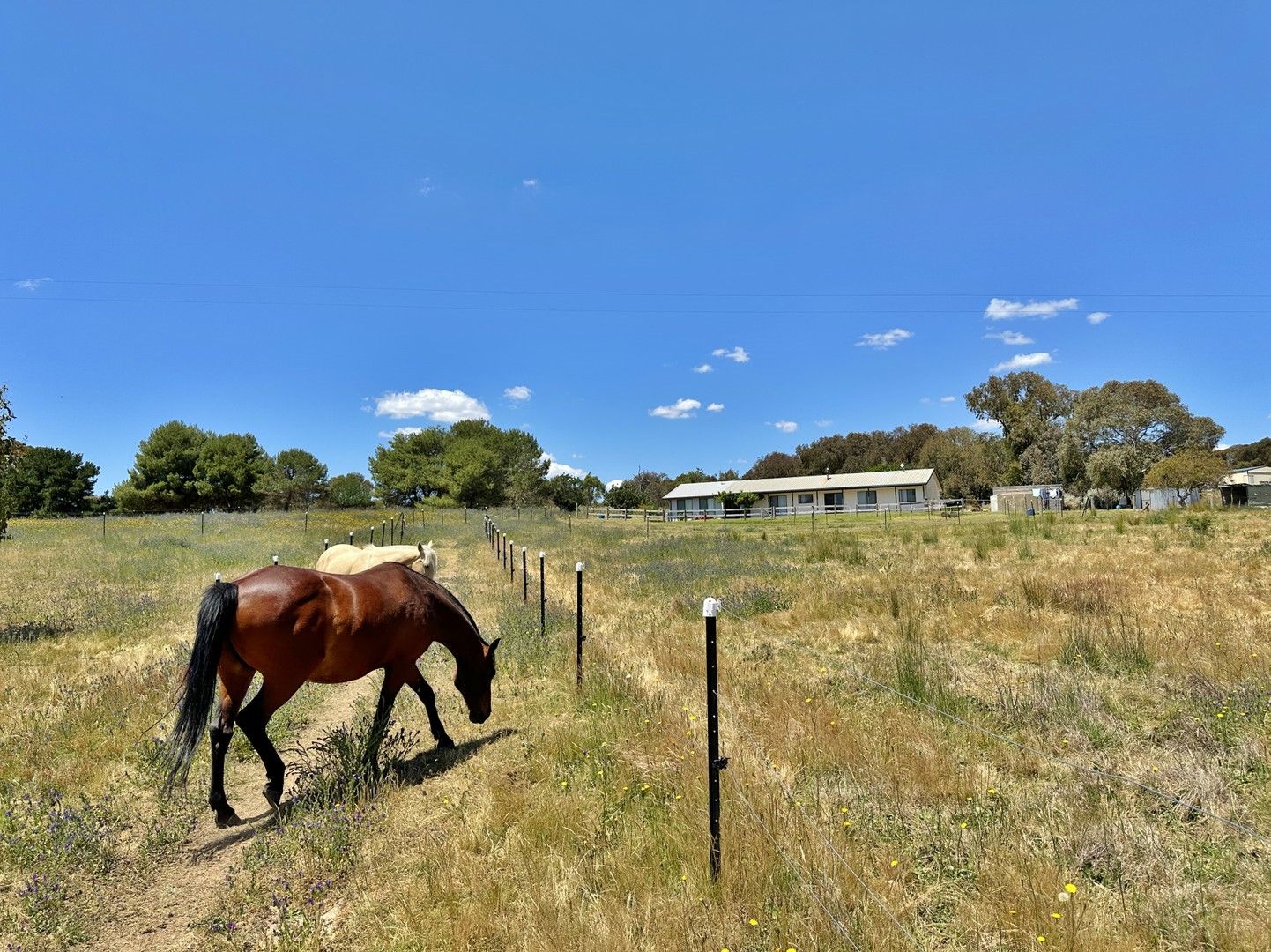 3820 Murringo Road, Young NSW 2594, Image 2