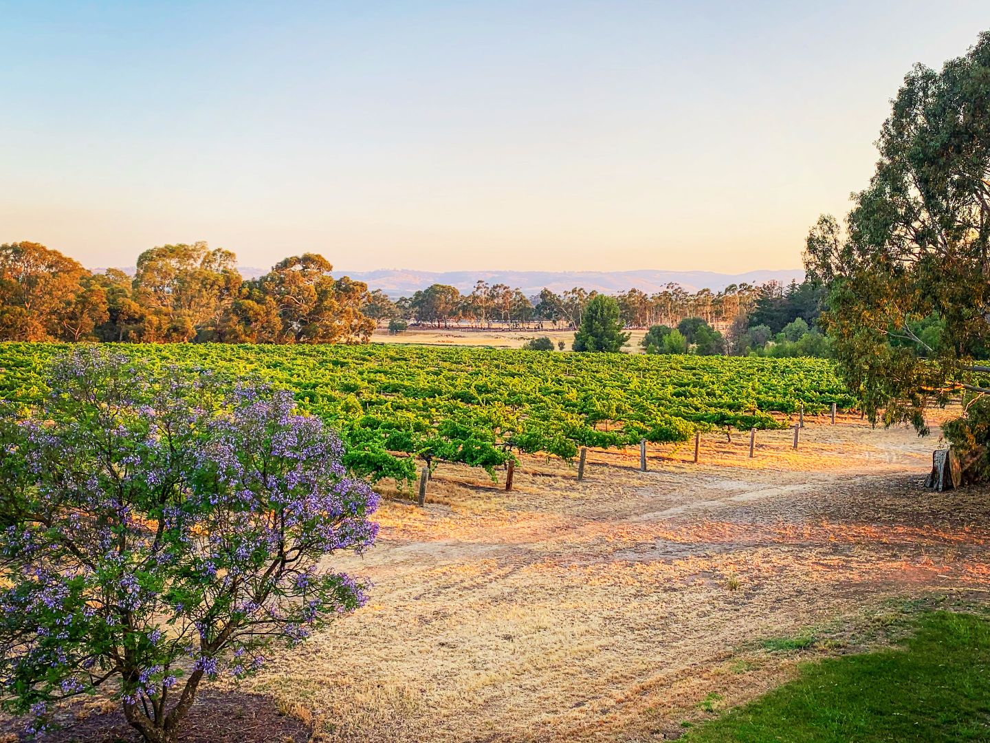 145 Tolley Road, Nuriootpa SA 5355 Viticulture Property for Sale